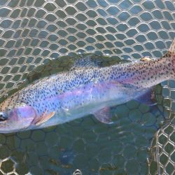 大安トラウトレイク釣果